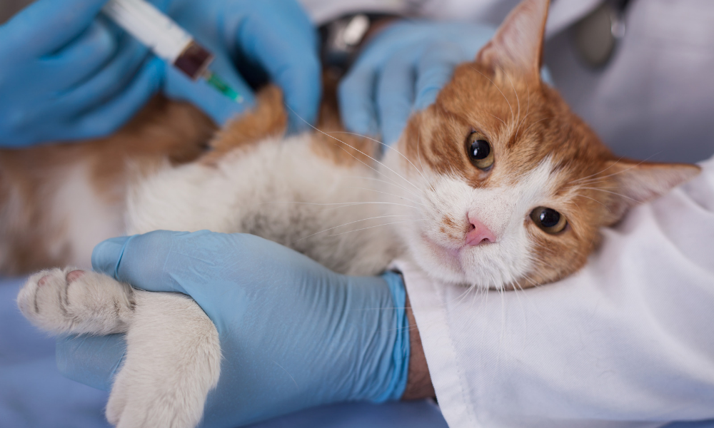 Pet Vaccination Side Effects & Safety: A Complete Guide for Dogs and Cats
