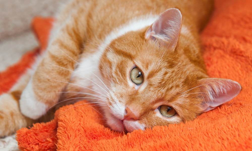 Lethargy is one of the food toxicity signs Lethargic ginger cat