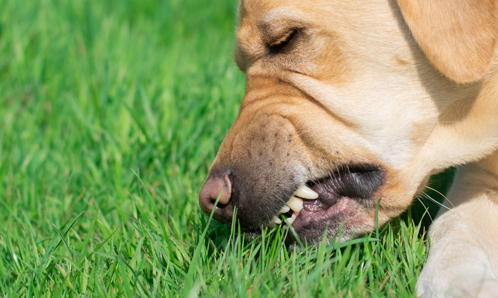 Why does my dog eat grass ? Dog eating grass in the backyard — why does my dog eat grass ?