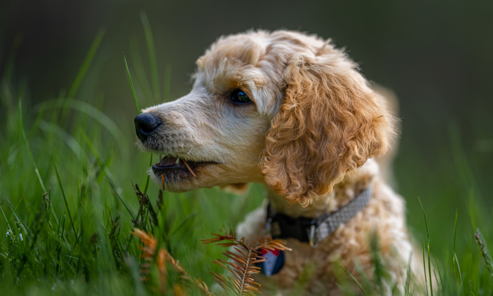 Why does my dog eat grass ? Dog eating grass in the backyard — why does my dog eat grass ?