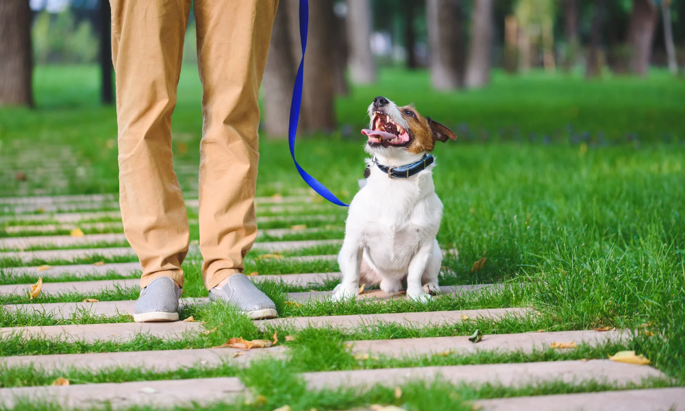Why does my dog eat grass ? Teach the dog-Why does my dogbeat grass ?