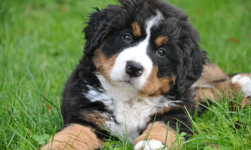 Cute dog in grass Why does my dog eat grass? - dog in backyard