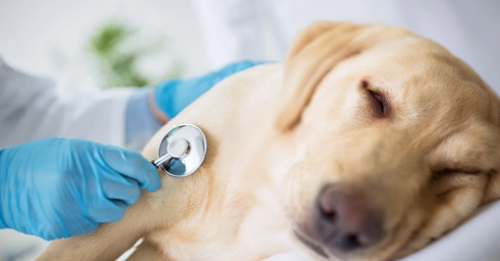 Silent Warning Signs of Food Toxicity in Pets Most Owners Mistake for Normal Behavior