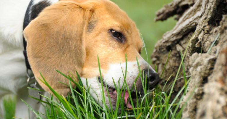 why does my dog eat grass ?