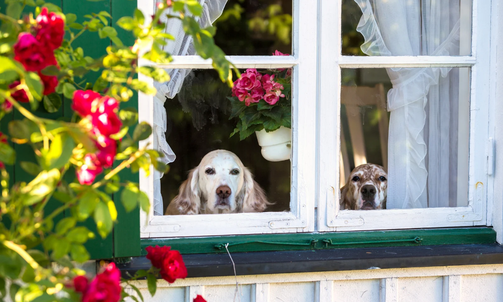 Separation Anxiety in Dogs