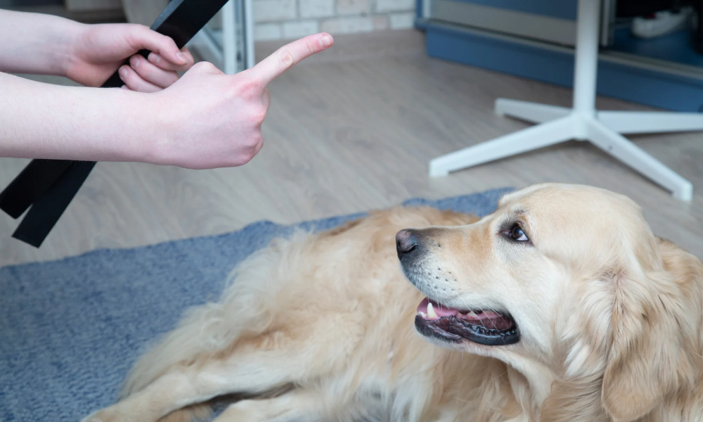 Separation Anxiety in Dogs