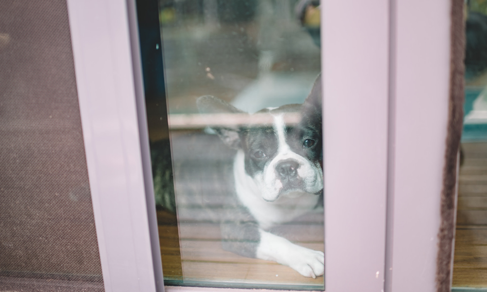 Separation Anxiety in Dogs