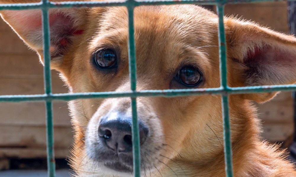 Separation Anxiety in Dogs