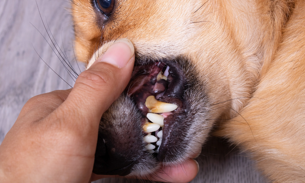 Yellow teeth - Dental Disease in Pets