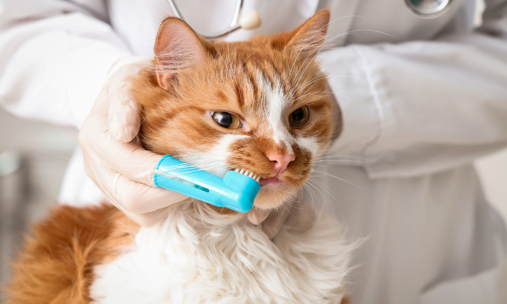 Dental Disease in Pets