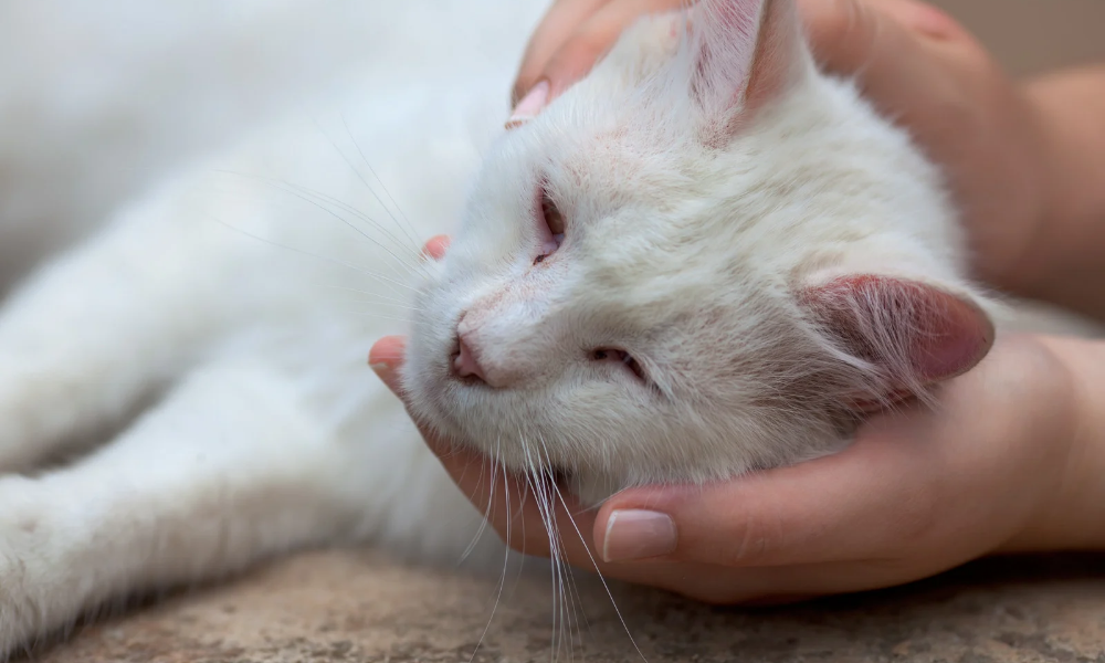 What to Do in a Pet Emergency ?