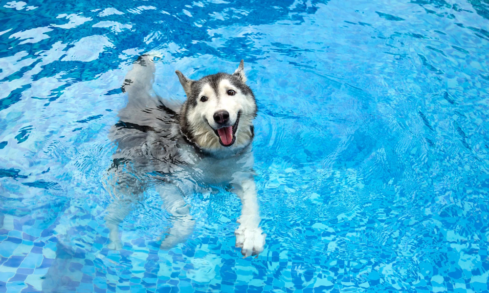 Dog in a pool - Summer Heatstroke in Dogs Summer Heatstroke in Dogs - Prevention