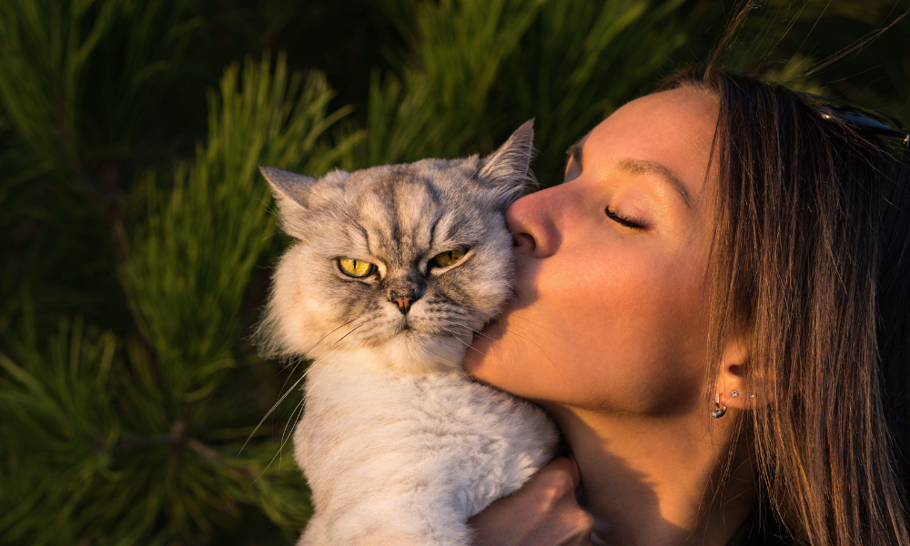 Midlife Health Guide for Pets 
