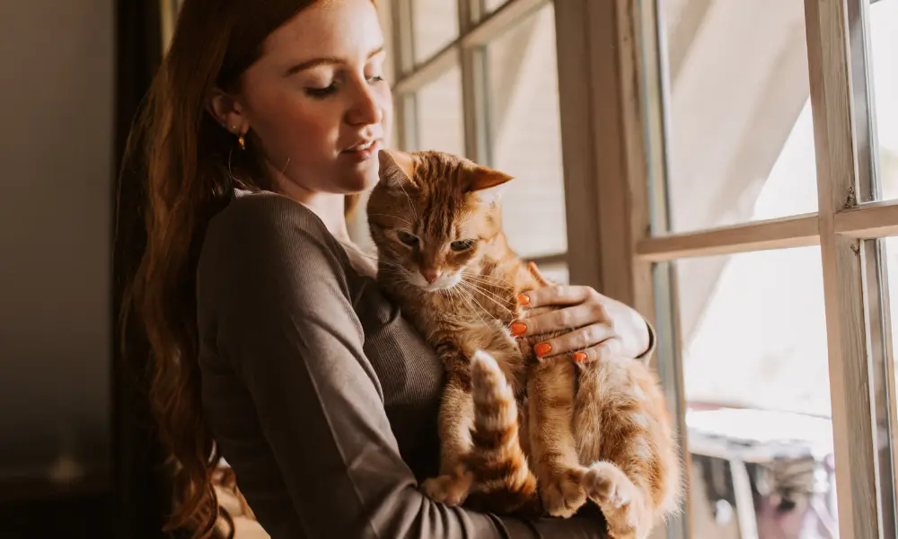 Midlife Health Guide for Pets