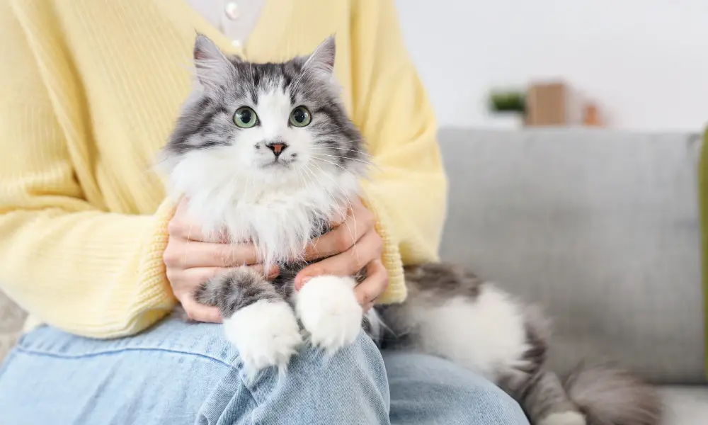 Midlife Health Guide for Pets