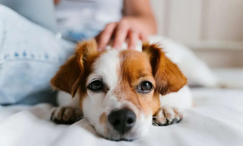 Dog Allergies & Itching Dog Allergies & Itching -Itching dog