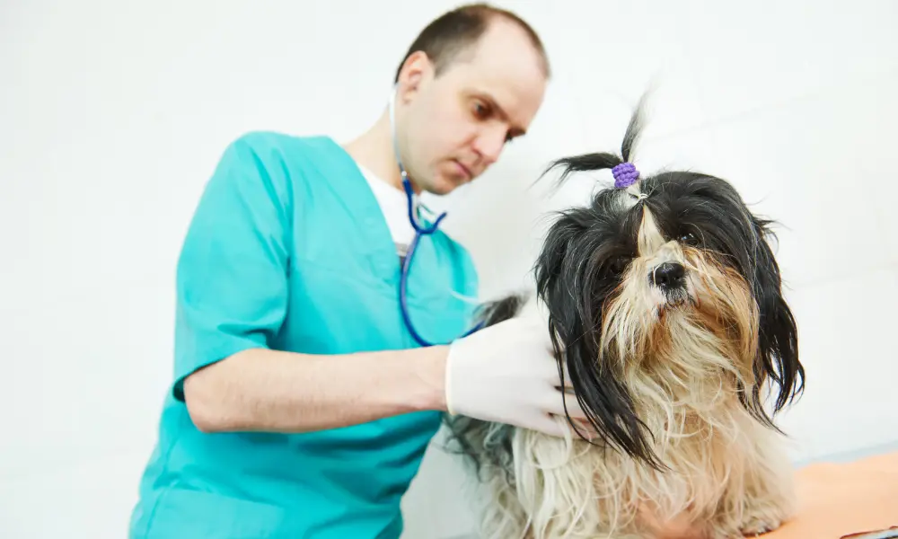 Checking Itching dog Dog Allergies & Itching -Itching dog