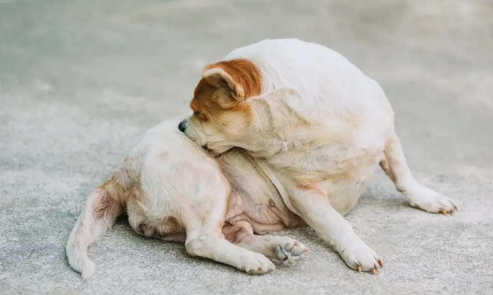 Scratching dog Dog Allergies & Itching -Scratching dog