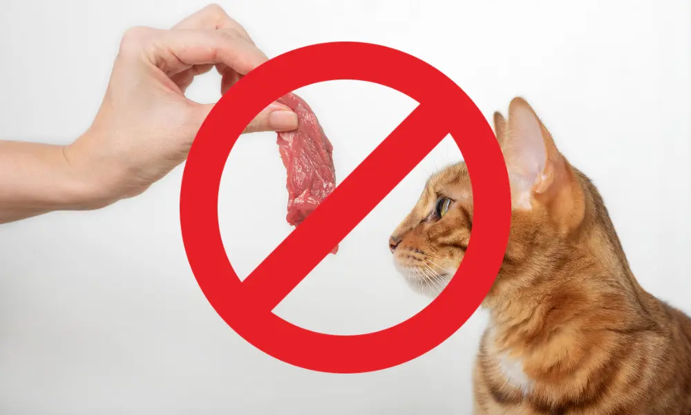 H5N1 Bird Flu in Cats