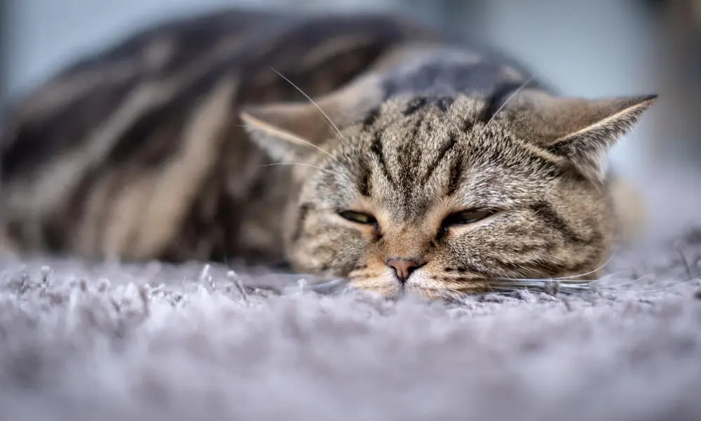 Cat Is in Pain