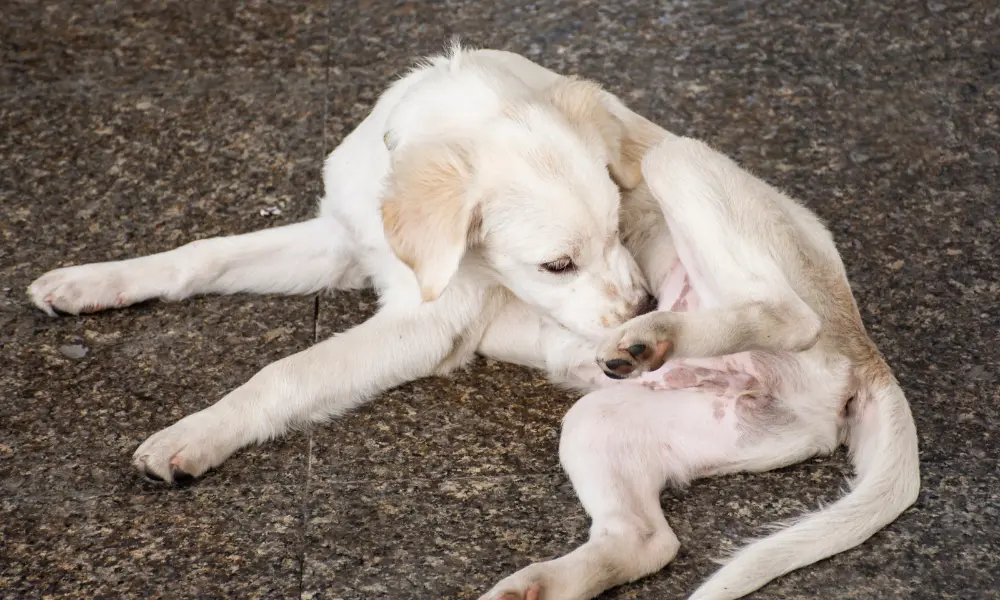 Itching dog Dog Allergies & Itching -Itching dog