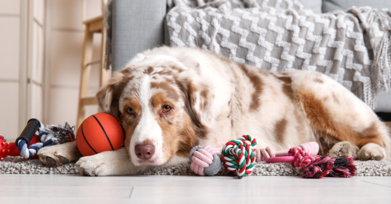 Separation Anxiety in Dogs