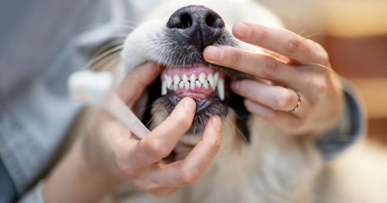 Dental diseases in dogs