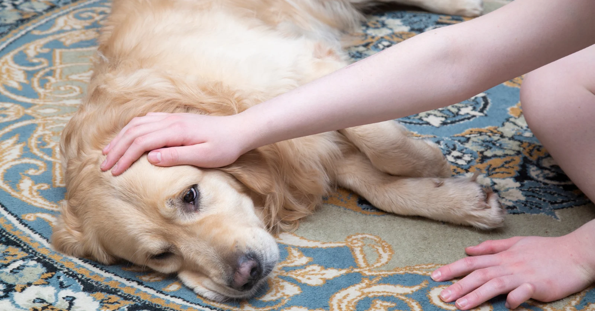 What to Do in a Pet Emergency