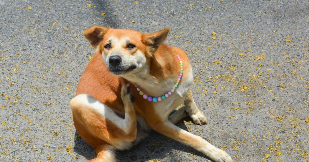 Dog Allergies & Itching- itching dog