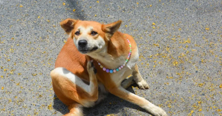 Dog Allergies & Itching- itching dog