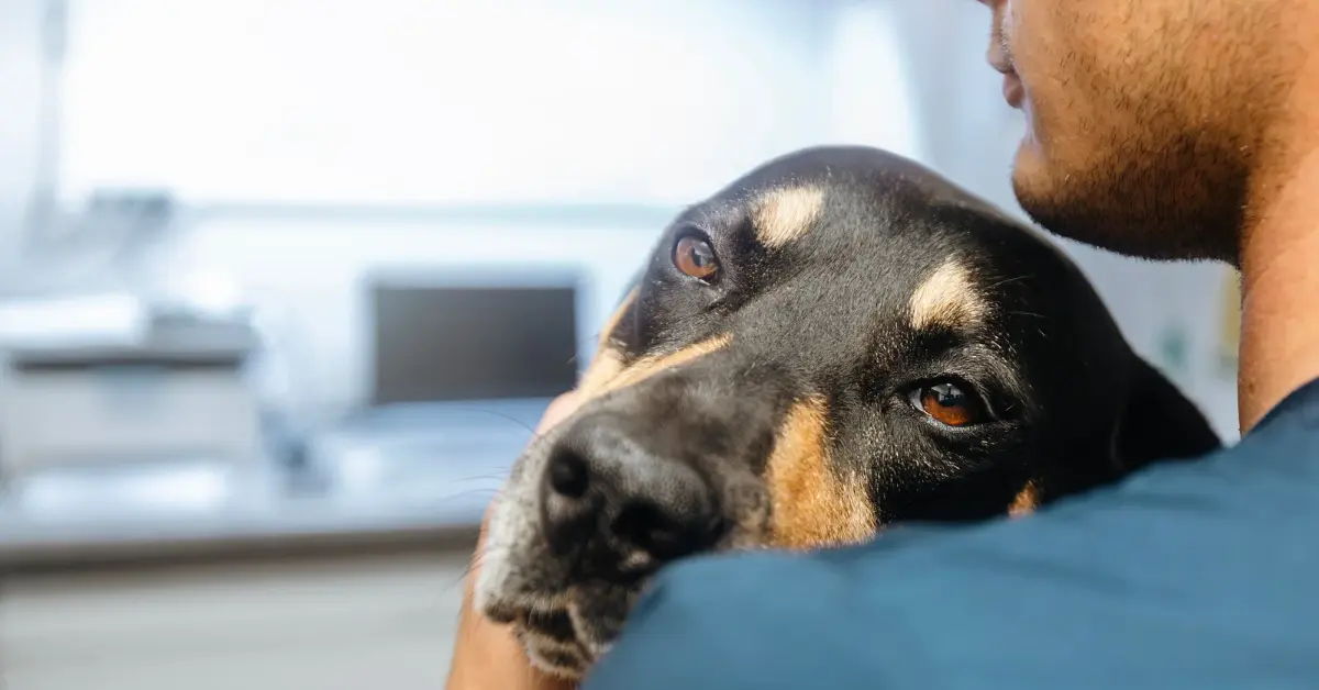 Pet Is in Pain