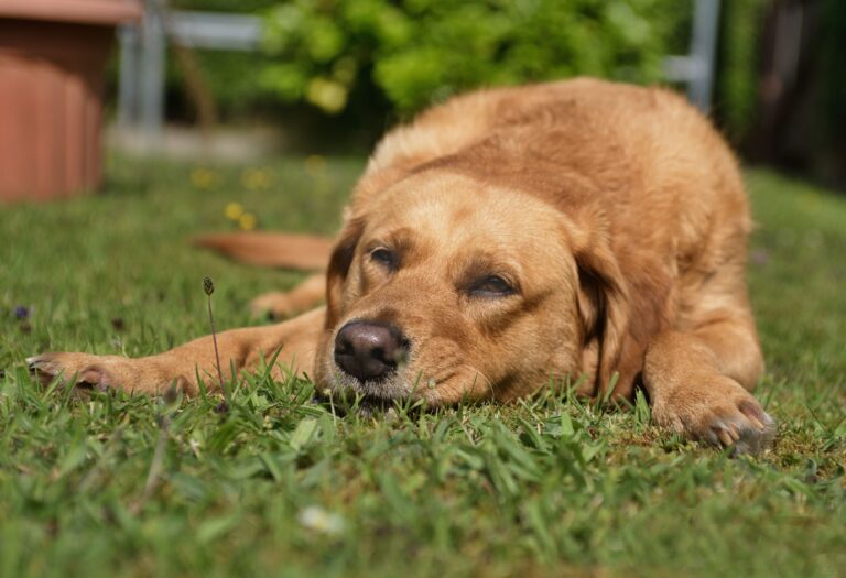 Summer Heatstroke in Dogs