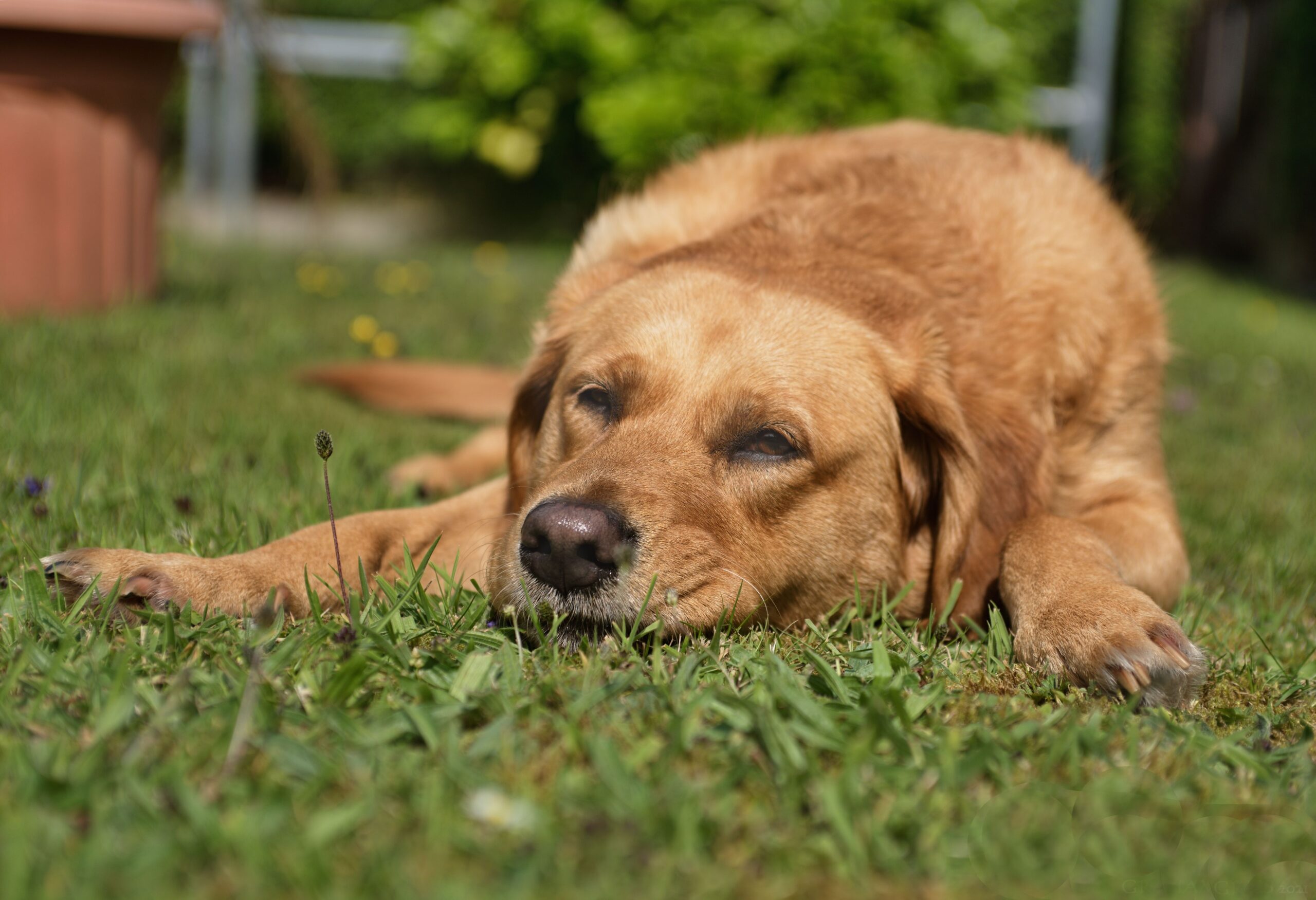 Summer Heatstroke in Dogs