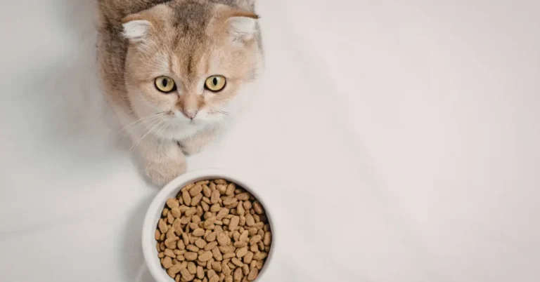 Cat not eating
