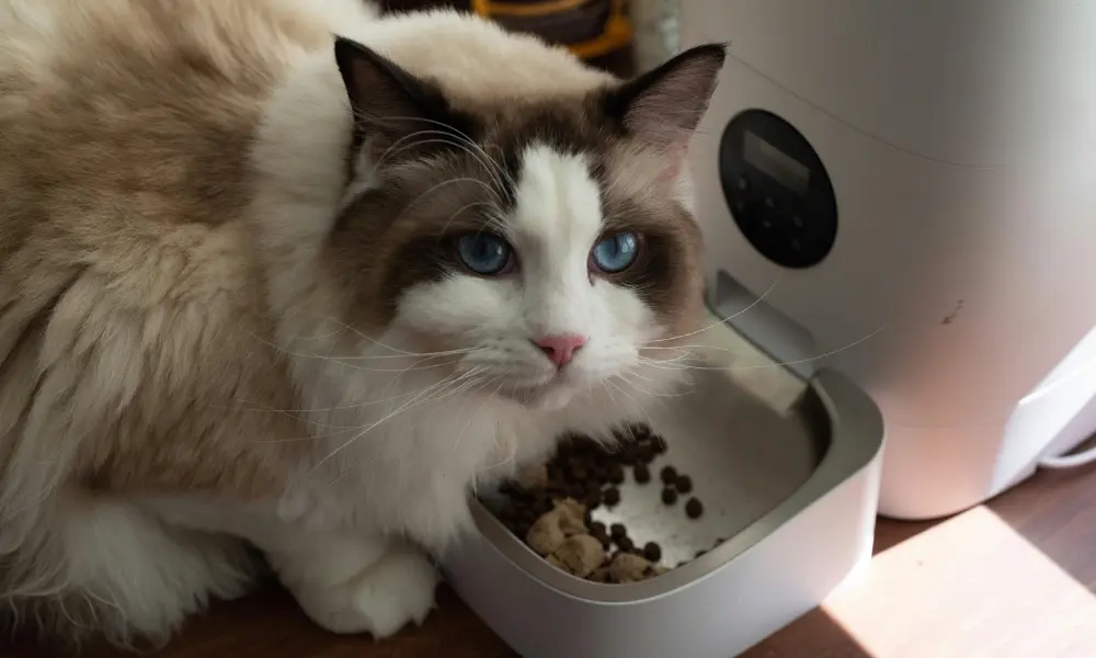 Cat Not Eating