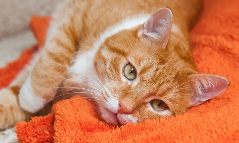Cat Not Eating