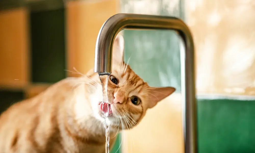 dehydrated cat - drinking water