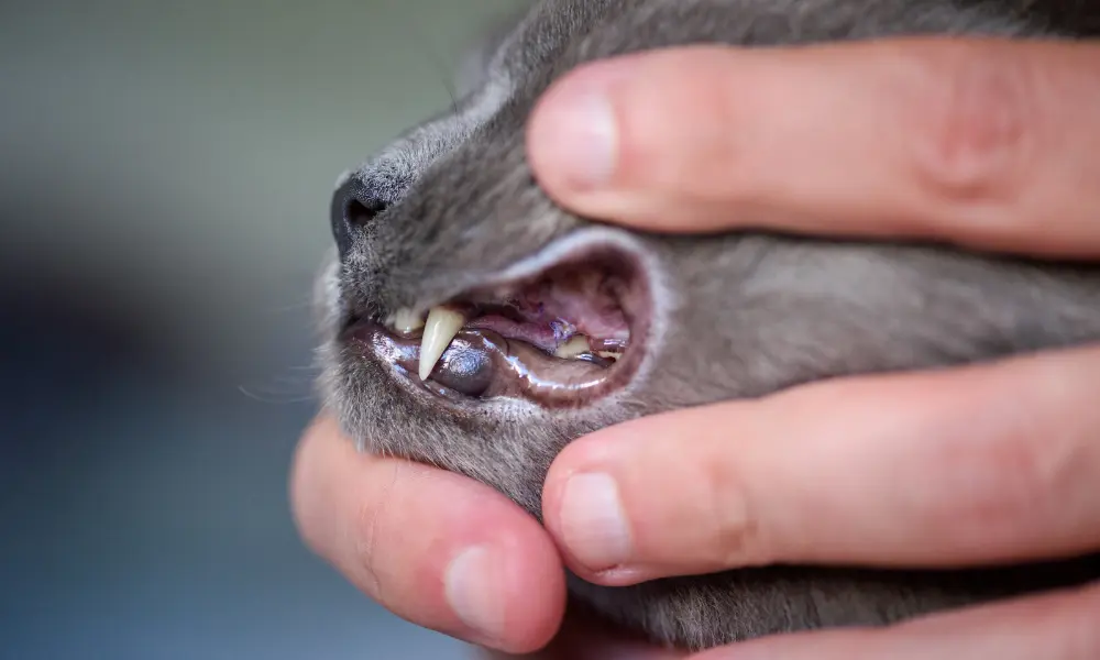 Cat gums