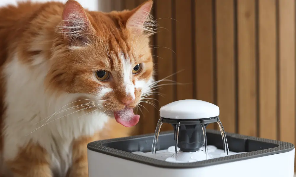 Dehydrated cat - drinking water