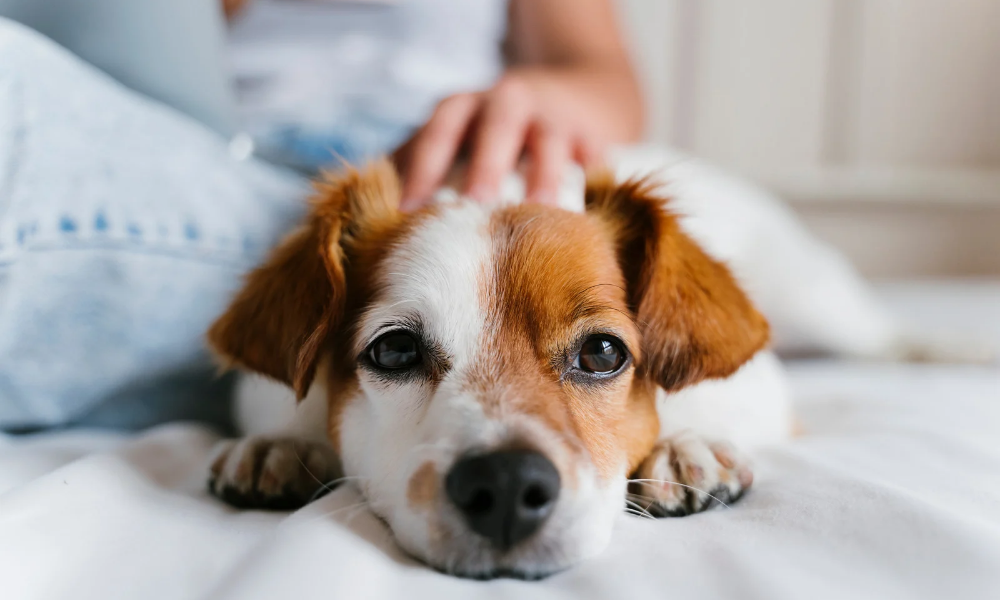 Sick dog