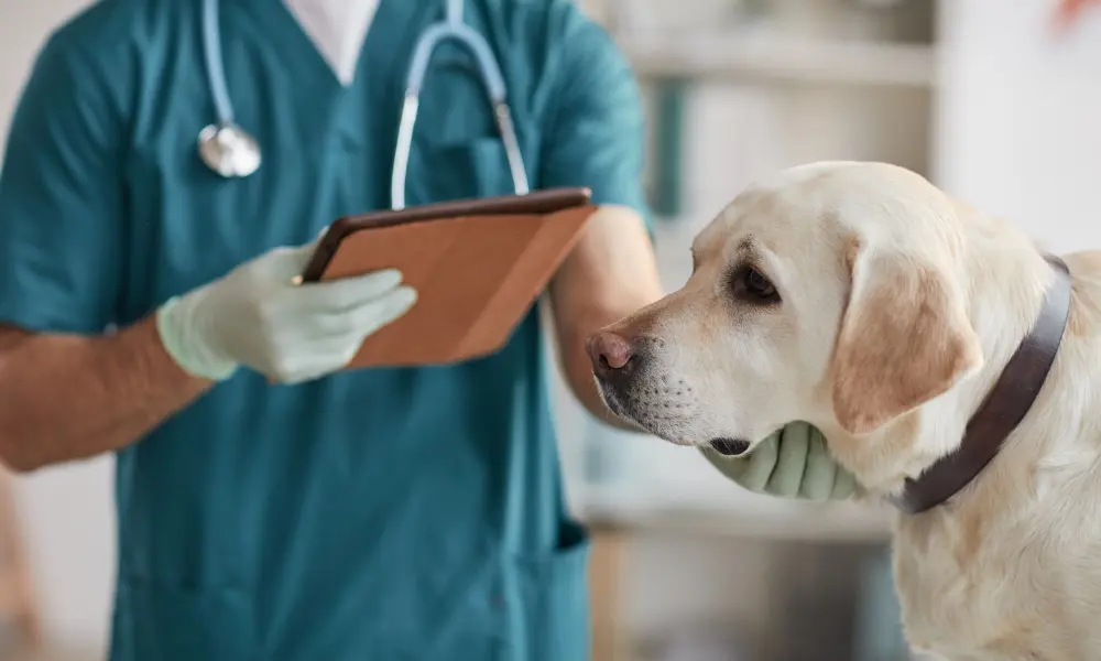 Sick dog