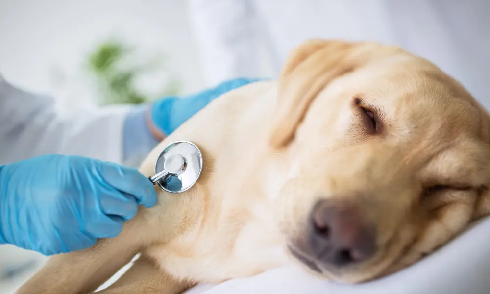 Sick dog