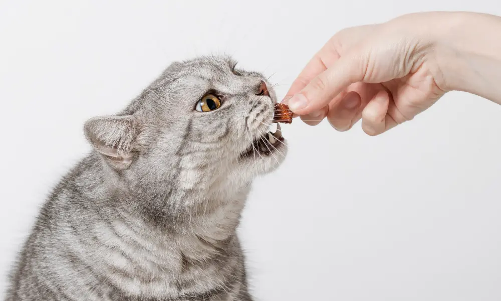 Best Diet for Cats - Eating cat