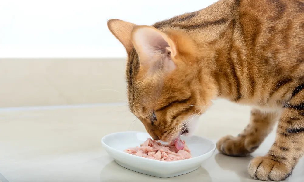 Best Diet for Cats