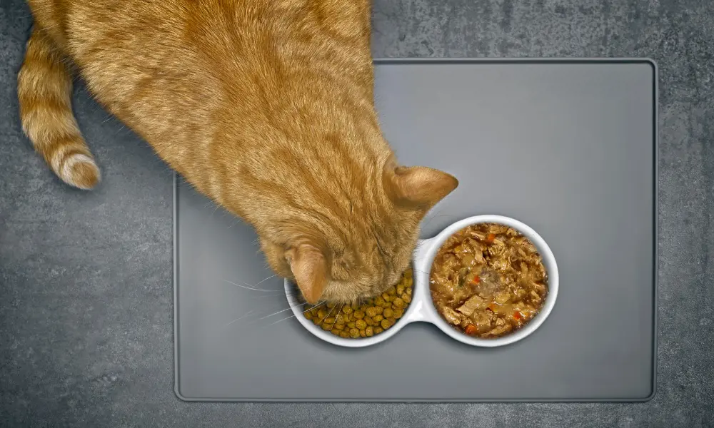 Best Diet for Cats - Eating cat