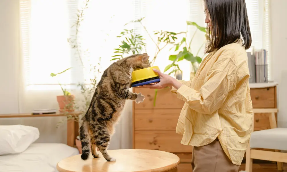 Best Diet for Cats