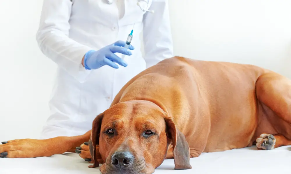 Itching dog - Causes, What to do