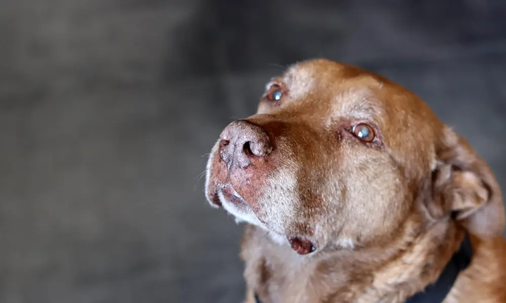 Senior Dog Care Guide