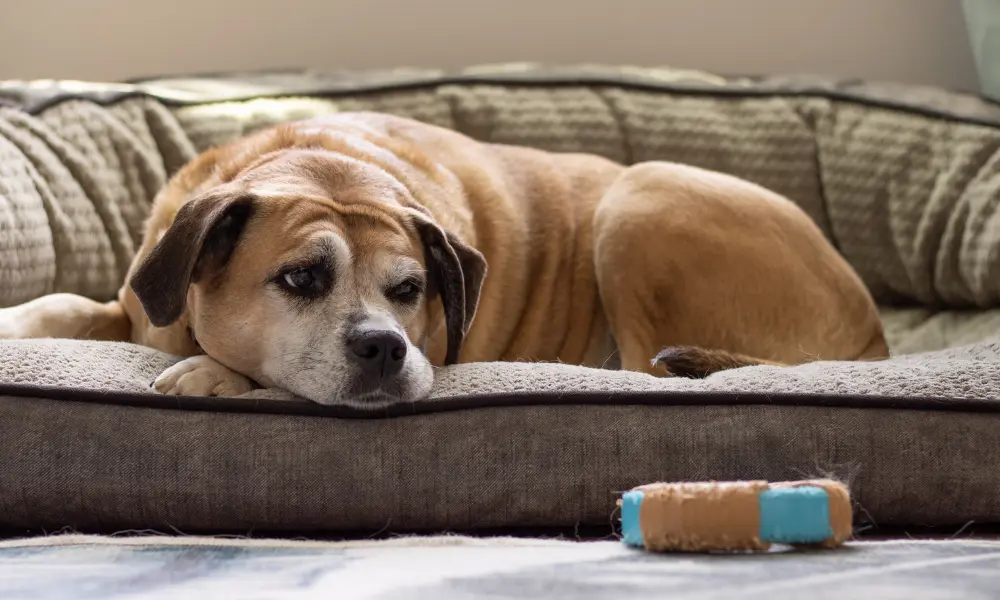 Senior dog care guide