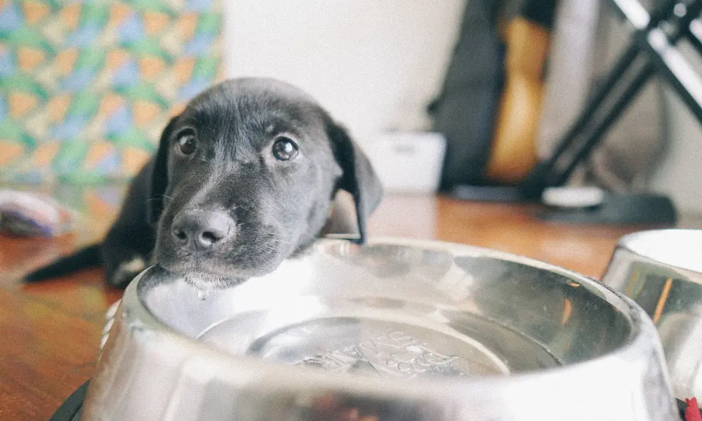 My Dog Drinking So Much Water?